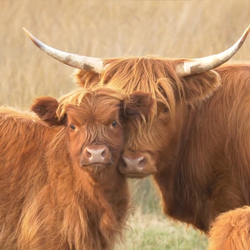 Afbeelding van Natuurbeheerders extra alert op mond-en-klauwzeer bij grazers