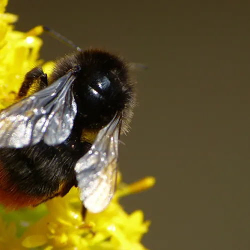 Afbeelding van Fenolijn 24 mei 2026