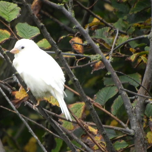 Herken jij deze vogel? | Zelf Geschoten