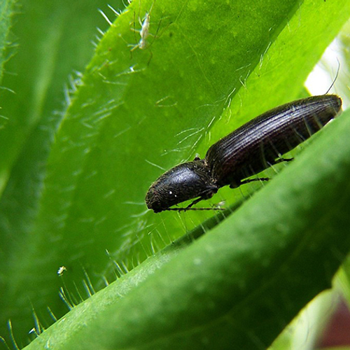 Keverbanken op akkers voor behoud insecten