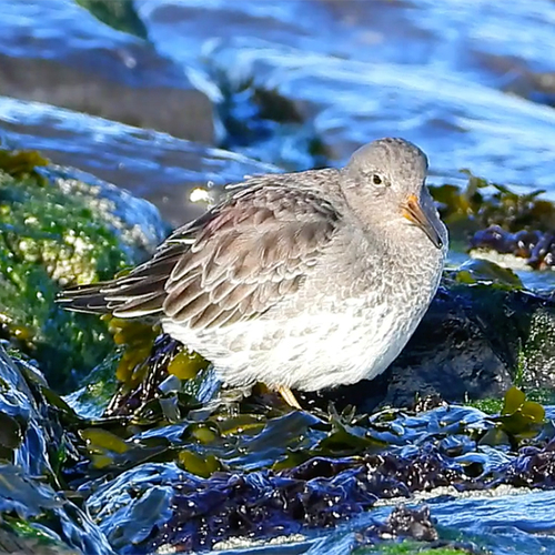 Scharrelende paarse strandloper | Zelf Geschoten