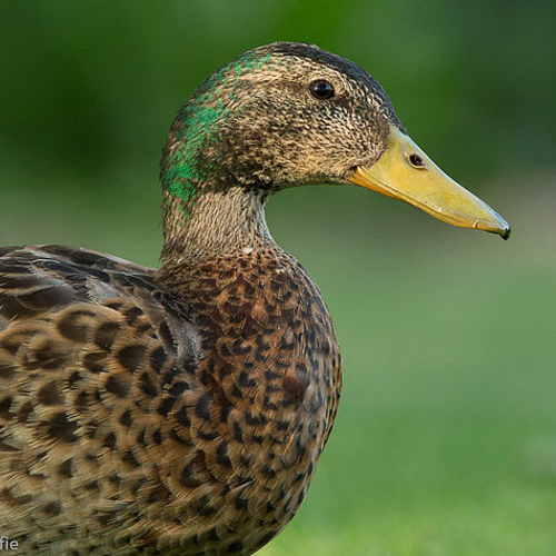 Vogels krijgen make-over