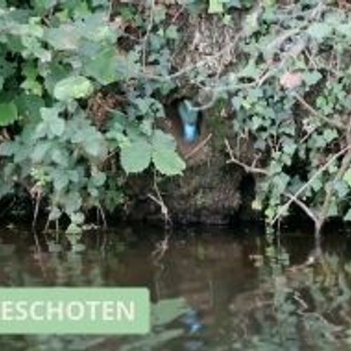 Het nest van de ijsvogel