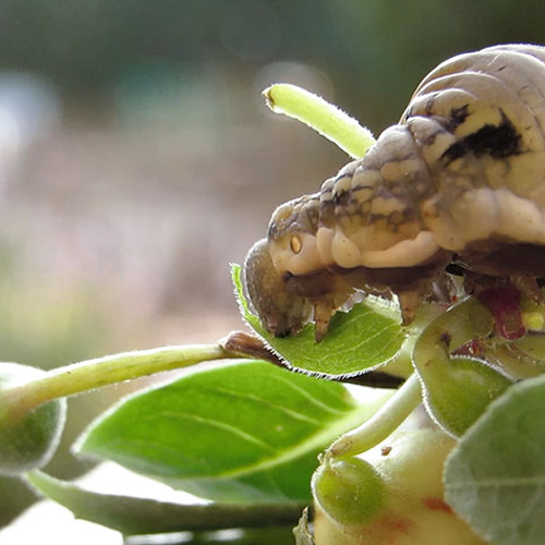 Rups 'snoeit' de fuchsia