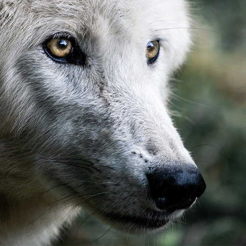 Onderzoek naar puppy: is het een hond of wolf?