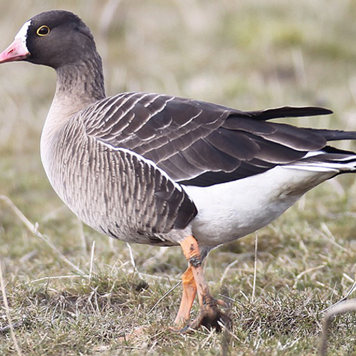 Zeldzame dwerggans overwintert in ons land