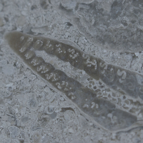 Stokoude zeeslak in het Rijksmuseum