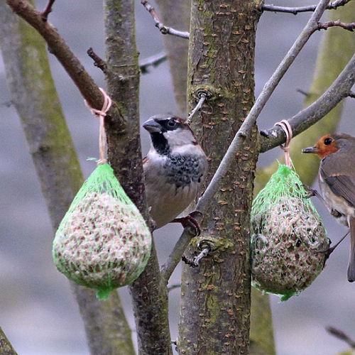 Afbeelding van Steekproef: minder pesticiden in vogelvoer, wel zorgen over PFAS