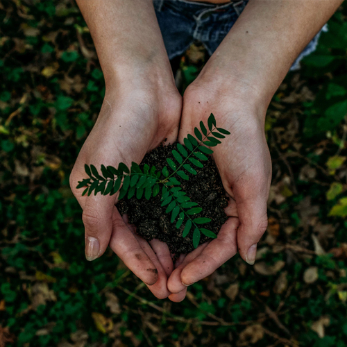 Staatsbosbeheer begint met planten klimaatbestendig bos