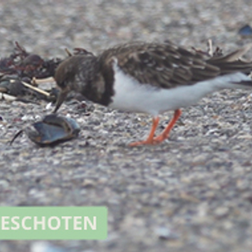 Steenloper snoept van mossel