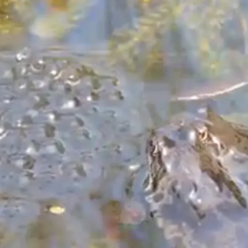 Afbeelding van Honderden meldingen van kikkerdril, ondanks kou in maart