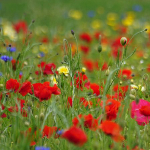 Plantenbijbel, rietproef, vleermuizen, N70, fenolijn en alle overige radio-onderwerpen