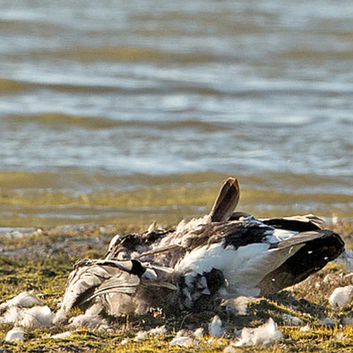 Dode vogels met vogelgriep in Friesland