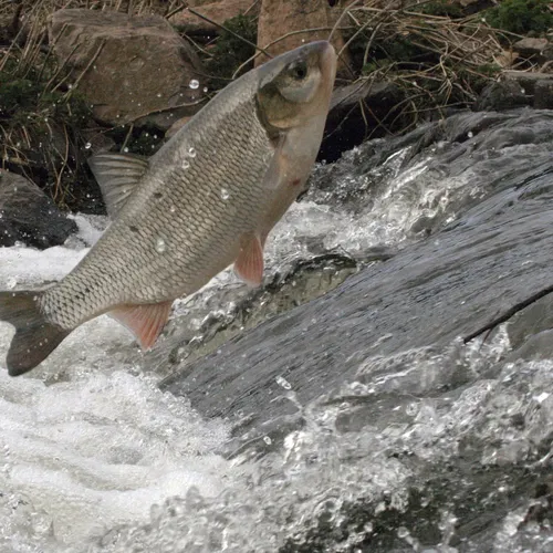 Trek van de winde, Het lied van Agilouz en alle overige onderwerpen