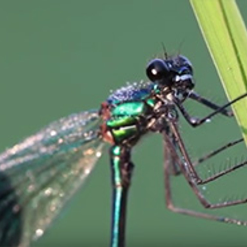 Waterdruppels op een weidebeekjuffer