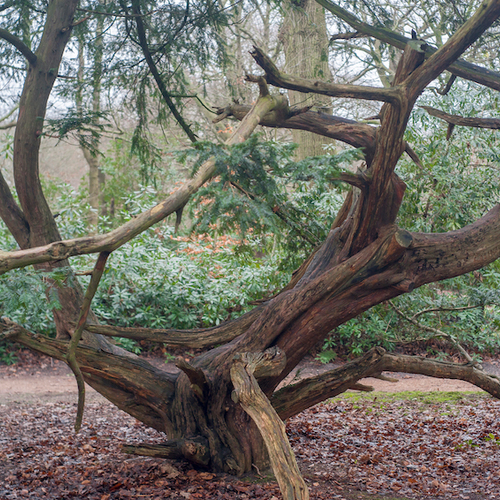 Taxus van Mondriaan