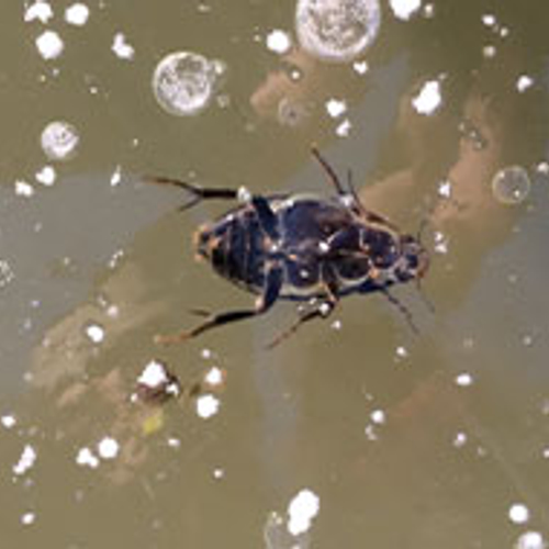 Watertor kruipt onder het ijs