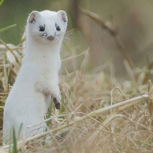 Waterkever en hermelijn profiteren van natuurlijke oevers