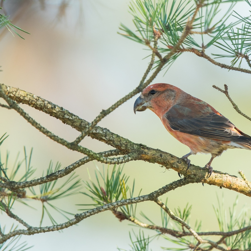 Invasie grote kruisbekken