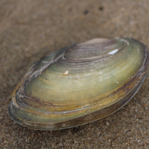 Verborgen leven van de platte zwanenmossel