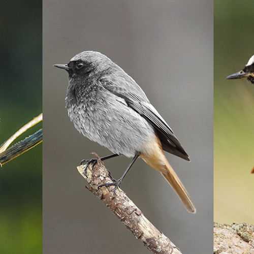 Welke rood-zwarte vogel zie ik?