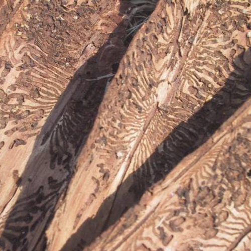 De gangen van de letterzetter