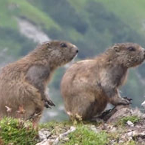 Zelf Geschoten: Marmottenpaar wacht netjes in rij