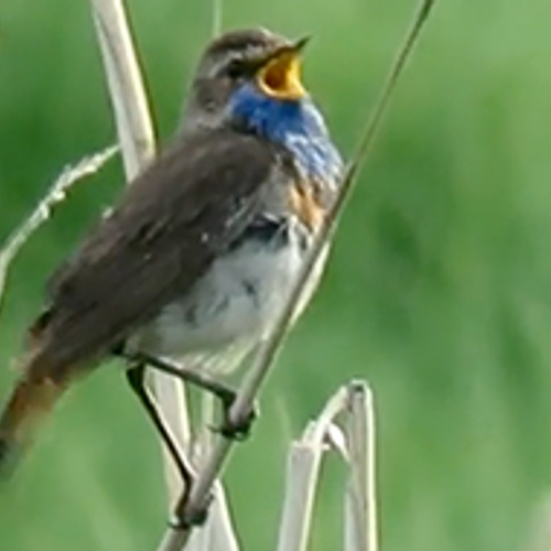 Witgesterde blauwborst