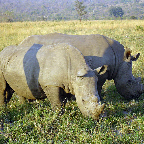 Stop nu de illegale wildhandel in Vietnam