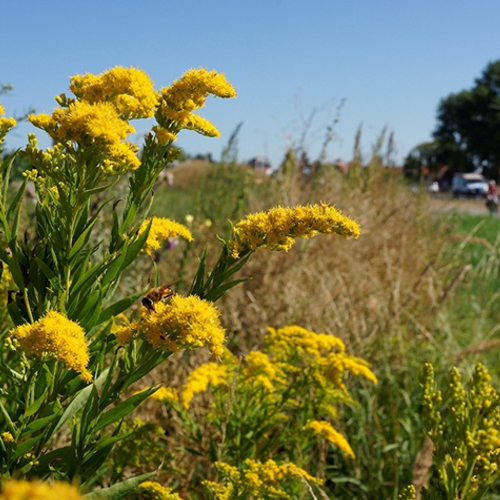 Anders maaien, voor meer insecten