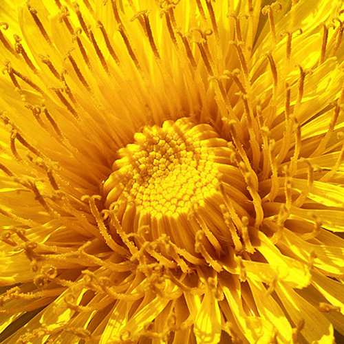 Paardenbloemen, natuurmonologen, stikstofaanpak, fenolijn en alle andere onderwerpen