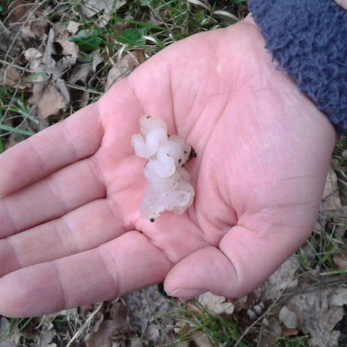 Diersporen in het voorjaar: sterrenschot