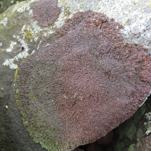 Unieke korstmossen op oude zeedijk