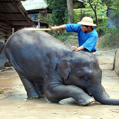 TripAdvisor stopt verkoop attracties met dieren