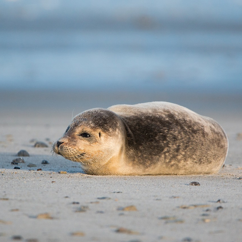 Schouten wil minder opvang van zeehonden