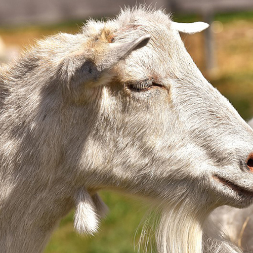 Meer geiten, minder runderen in Nederland