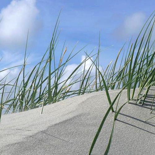 De levende duinen van Terschelling