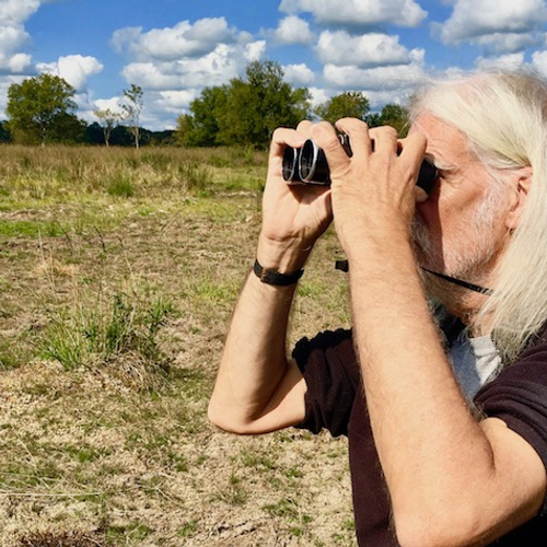 Eten roofvogels steeds meer postduiven?