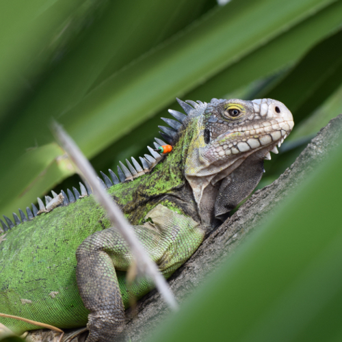 Reddingsactie groene Antilliaanse leguaan