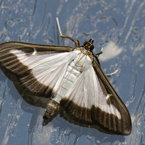 Natuurlijke plaagbestrijding in je tuin