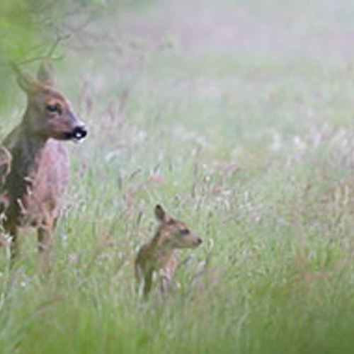 Tiengemeten in trek bij reeën