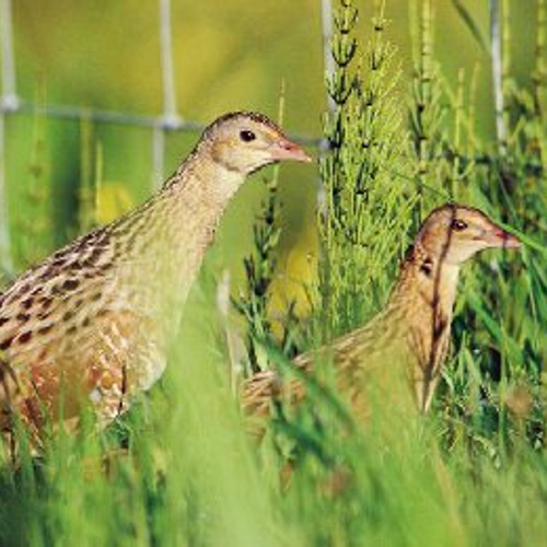 Kwartelkoning rukt op naar de stad