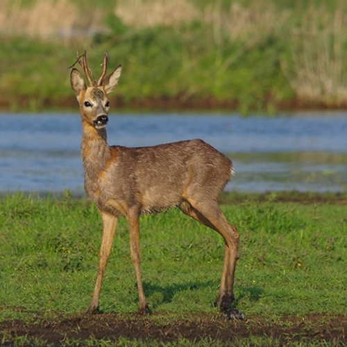 Waterpeil Naardermeer te laag