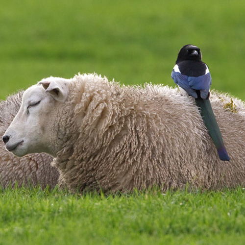 21.000 minder dieren gedood tijdens Offerfeest