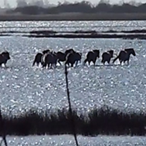 Zelf geschoten: wadende konikpaarden