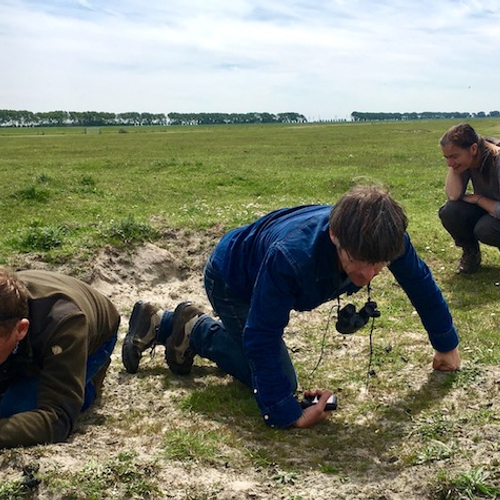 Bronstige stier zorgt voor bijzondere planten en insecten