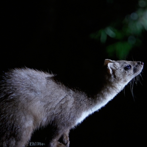 Steenmarter veroorzaakt stroomstoring