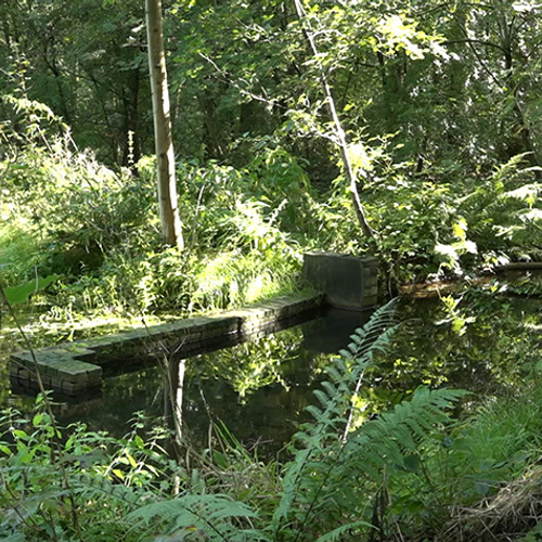 Waterloopbos: laboratorium wordt natuur