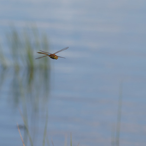 Invasie van zadellibellen