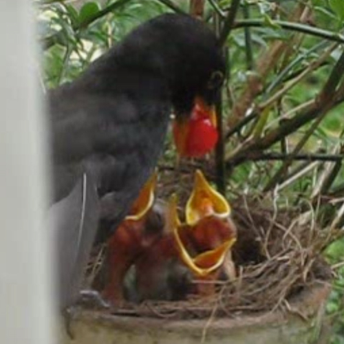 Kuikens krijgen bes niet weg | Zelf Geschoten